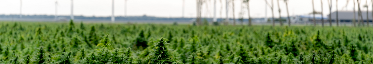 cannabis field
