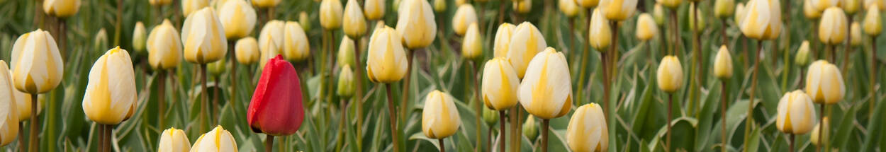 Lonely red tullip in a field of yellow tullips